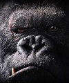 King Kong